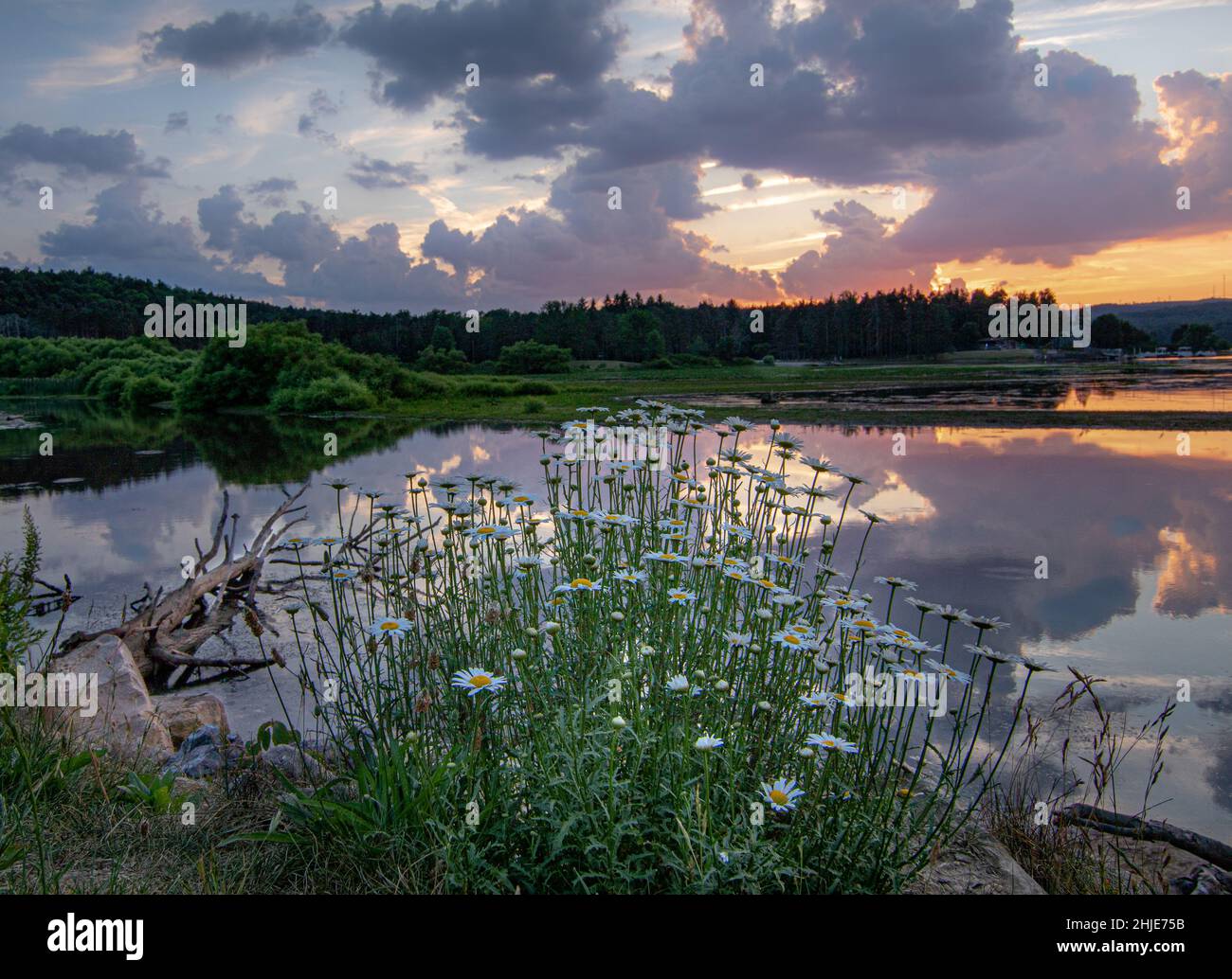 Dalmatinische Pellitorblumen am Seeufer vor einer grünen Wiese und blauem Himmel mit Wolken bei Sonnenuntergang Stockfoto