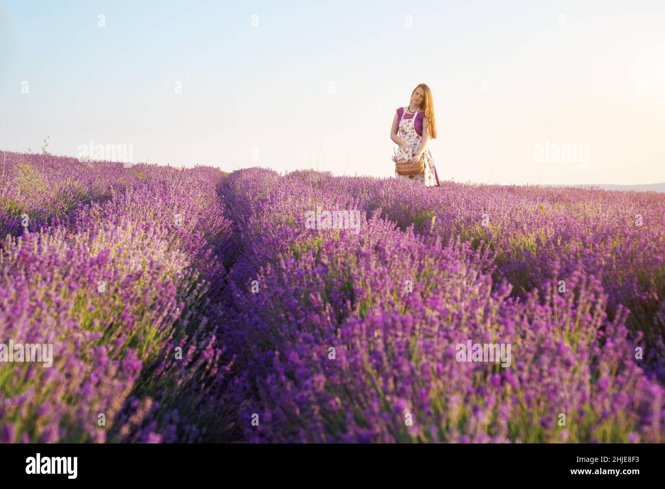 Nettes Mädchen sammeln Lavendel auf Wiese bei Sonnenuntergang. Natur- und Popelszene. Stockfoto
