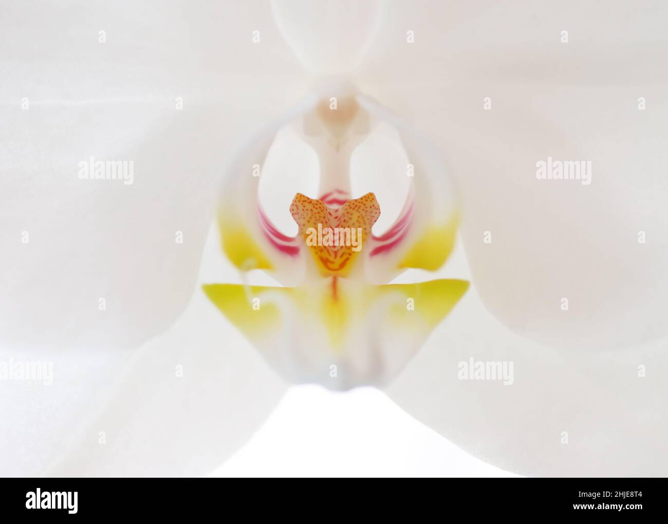 Makro der weißen Orchideenblume. Naturdesign und abstrakte Natur. Stockfoto