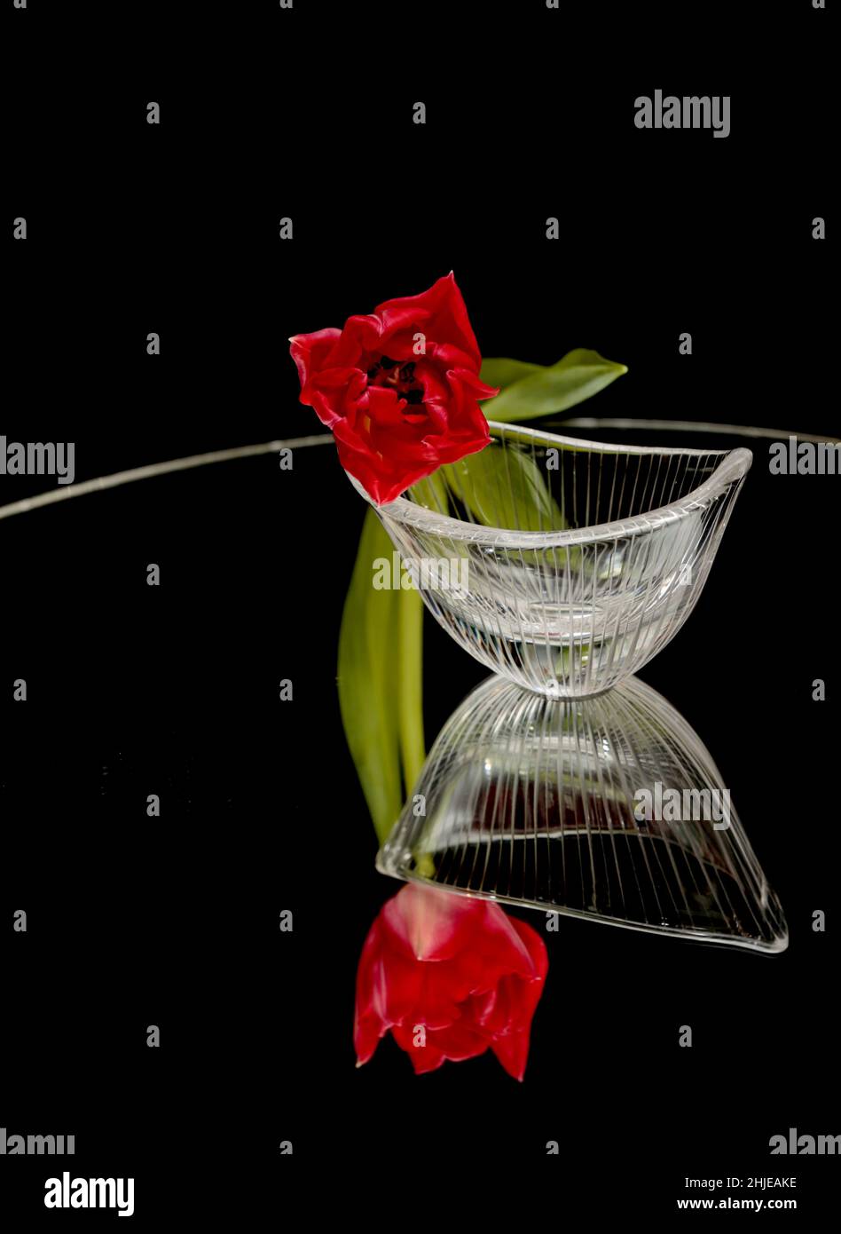Eine rote Tulpenvase mit Spiegelung Stockfoto