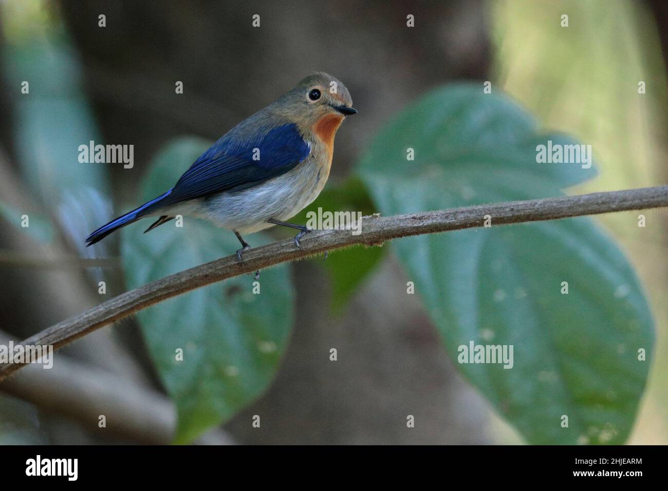 Saphir-Fliegenfänger (Ficedula sappina), südwestlich der Provinz Yunnan, China 24. Dezember 2018 Stockfoto