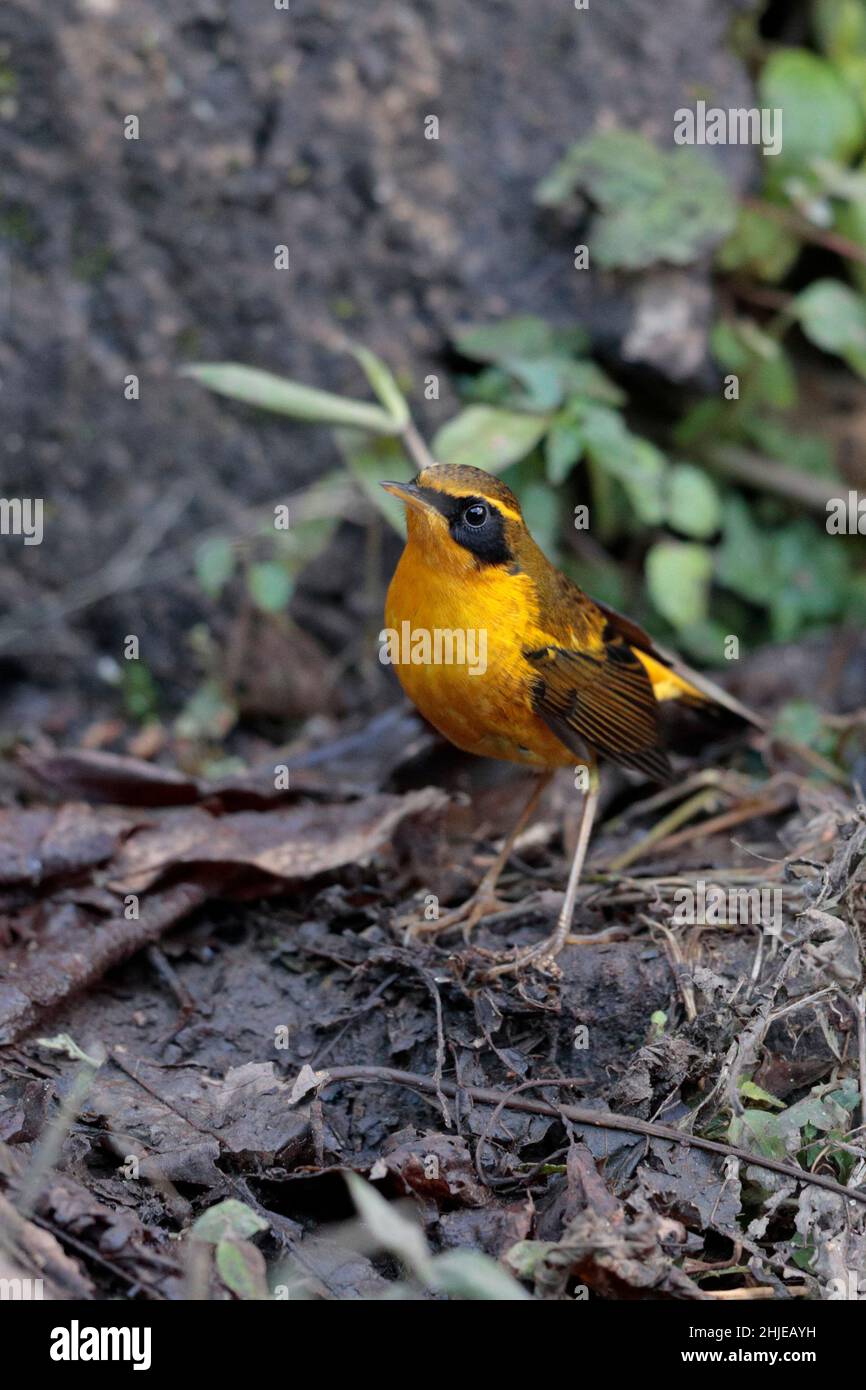 Goldener Bush-Robin (Tarsiger chrysaeus), männlich, Jailigongshan, südwestlich der Provinz Yunnan, China 1. Januar 2019 Stockfoto