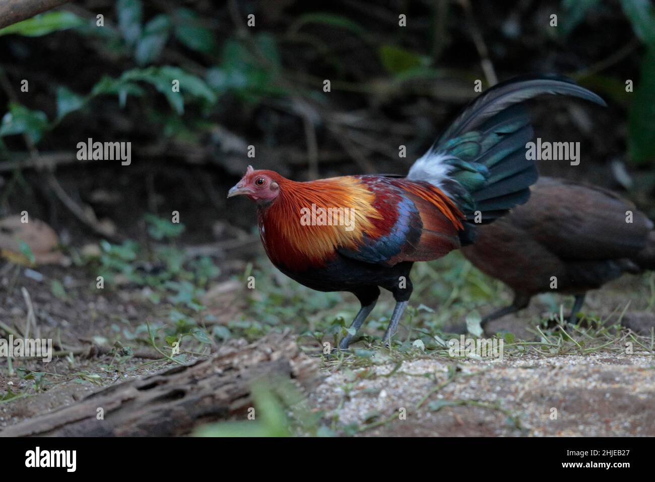 Red Junglevowl (Gallus gallus), südwestlich der Provinz Yunnan, China 26. Dezember 2018 Stockfoto