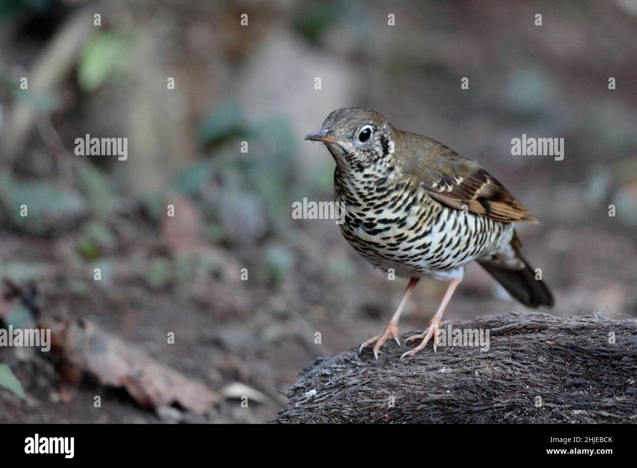 Langschwanzdrossel (Zoothera dixoni), südwestlich der Provinz Yunnan, China 1. Januar 2019 Stockfoto