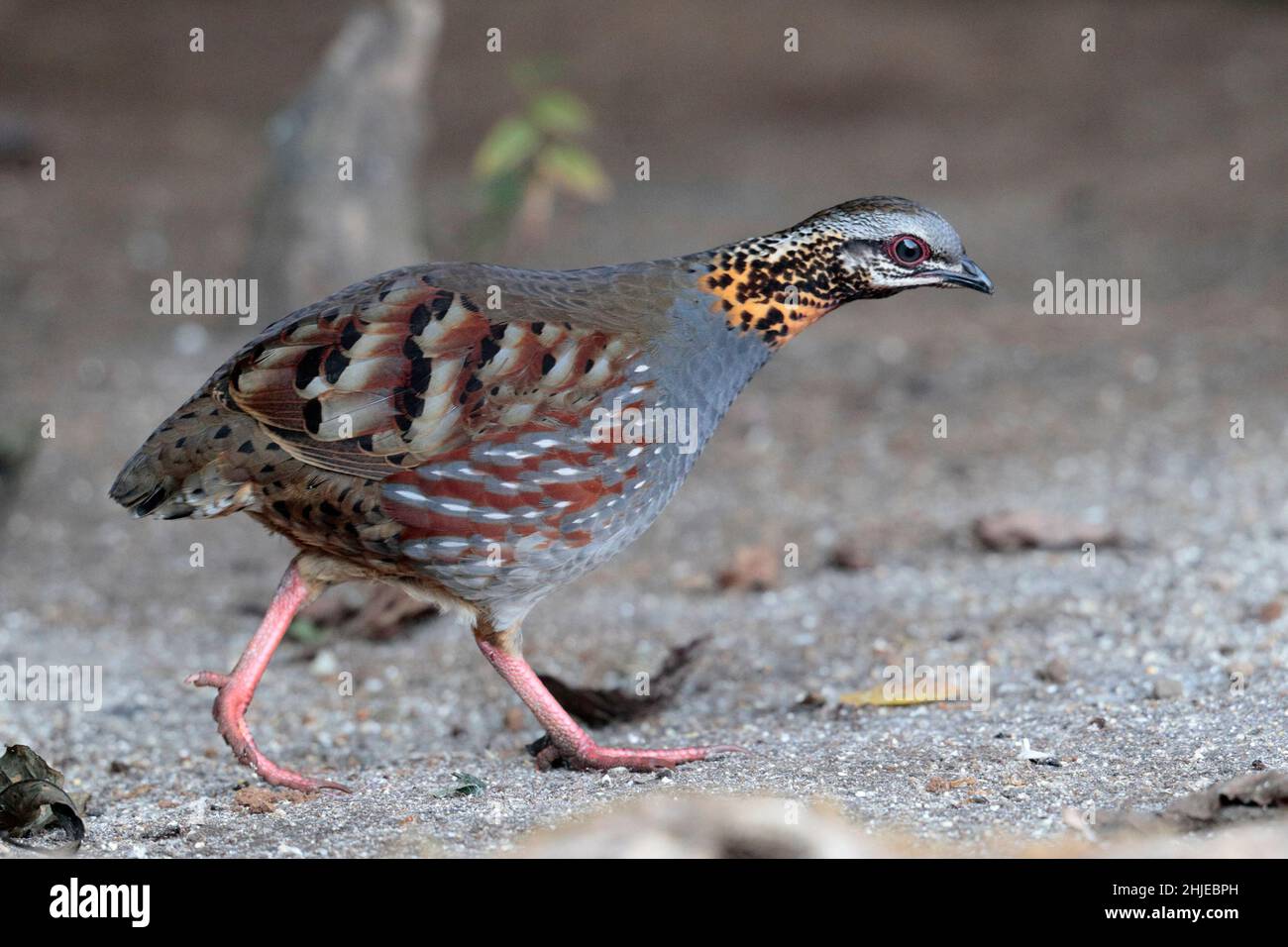 Rotkehlige Rebhuhn (Arborophila rufogularis), einzelner männlicher Vogel, Nahrungssuche, südwestlich der Provinz Yunnan, China 2. Januar 2019 Stockfoto