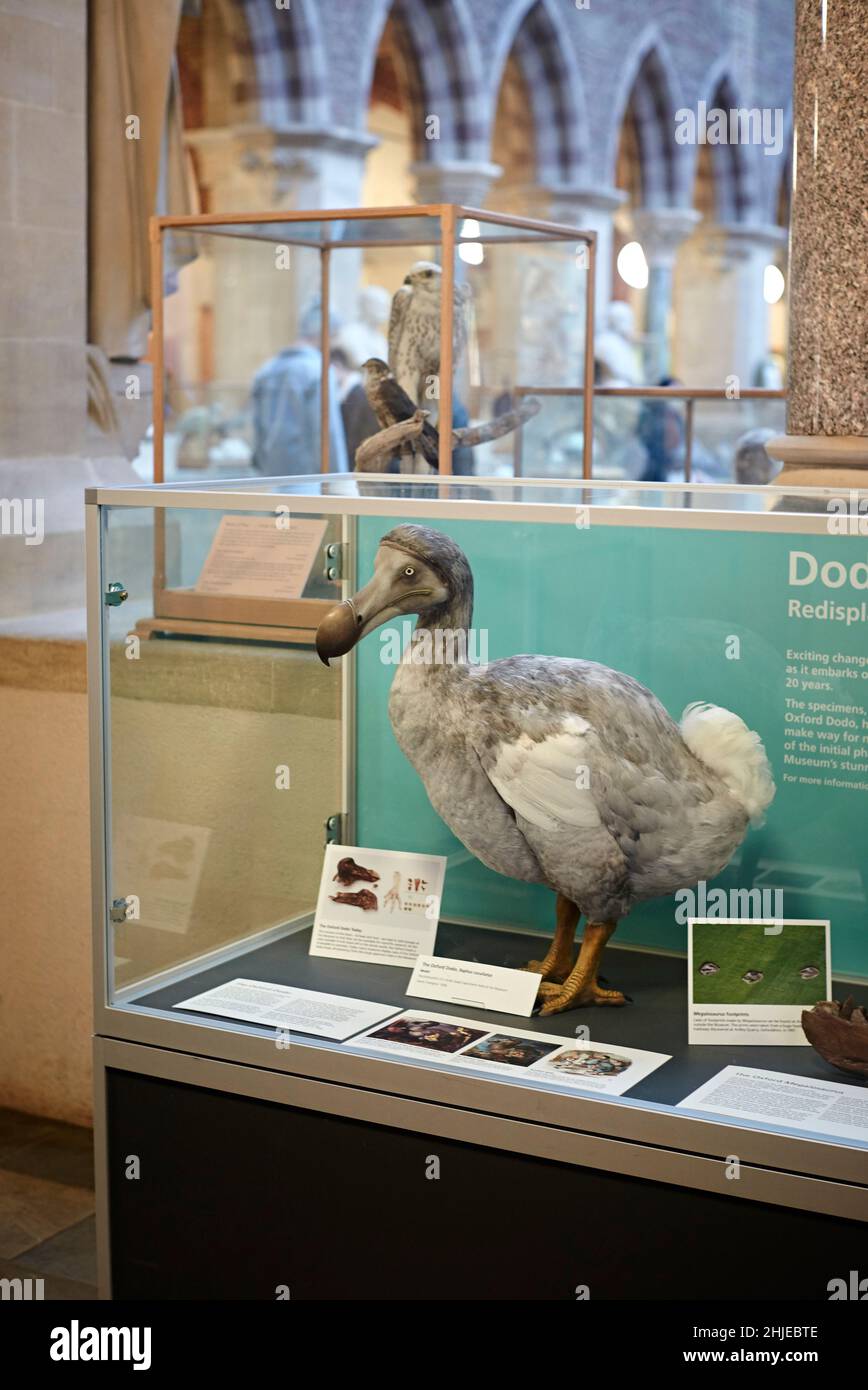 Oxford Naturkundemuseum Dodo - der Oxford Dodo ist das bekannteste Exemplar des Museums. Es sind die vollständigsten Überreste. Stockfoto