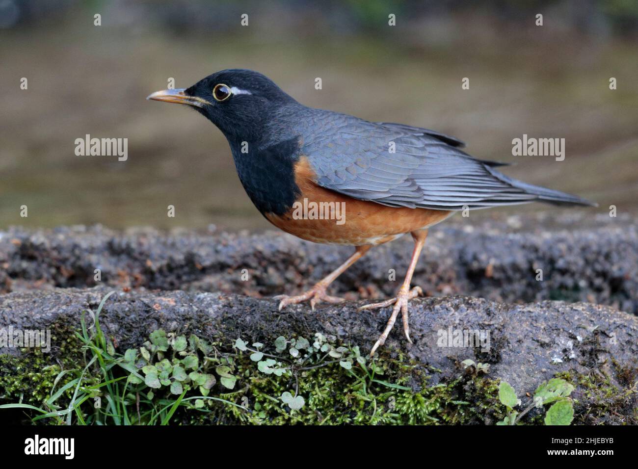 Schwarzbrustdrossel (Turdus dissimilis), Jailigong Shan, südwestlich der Provinz Yunnan, China 1. Januar 2019 Stockfoto