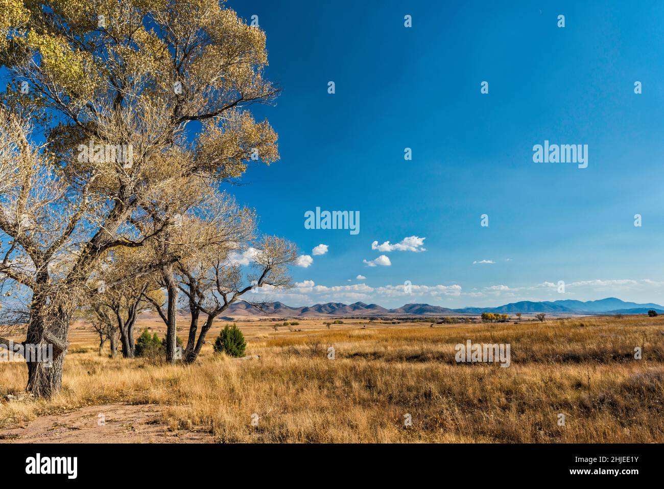 Verwelkte Baumwollbäume im San Rafael Valley, Blick von der Straße 58, nahe der mexikanischen Grenze, Sierra San Antonio in Mexiko in der Ferne, Arizona, USA Stockfoto