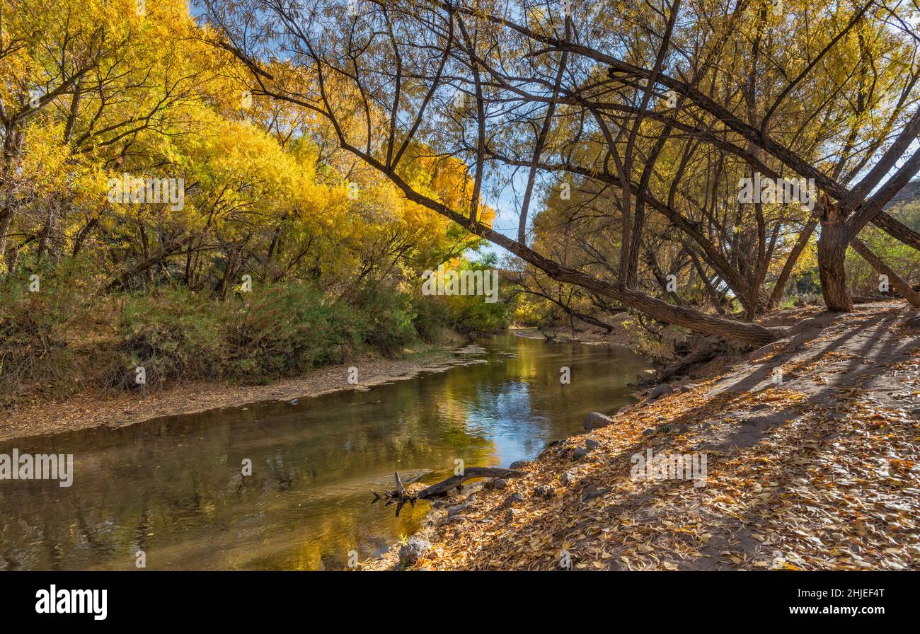 Willow Trees, Gila River Riparian Corridor, Herbstlaub, in der Nähe der Old Safford Bridge, Gila Box Riparian National Conservation Area, in der Nähe von Clifton, Arizona, USA Stockfoto