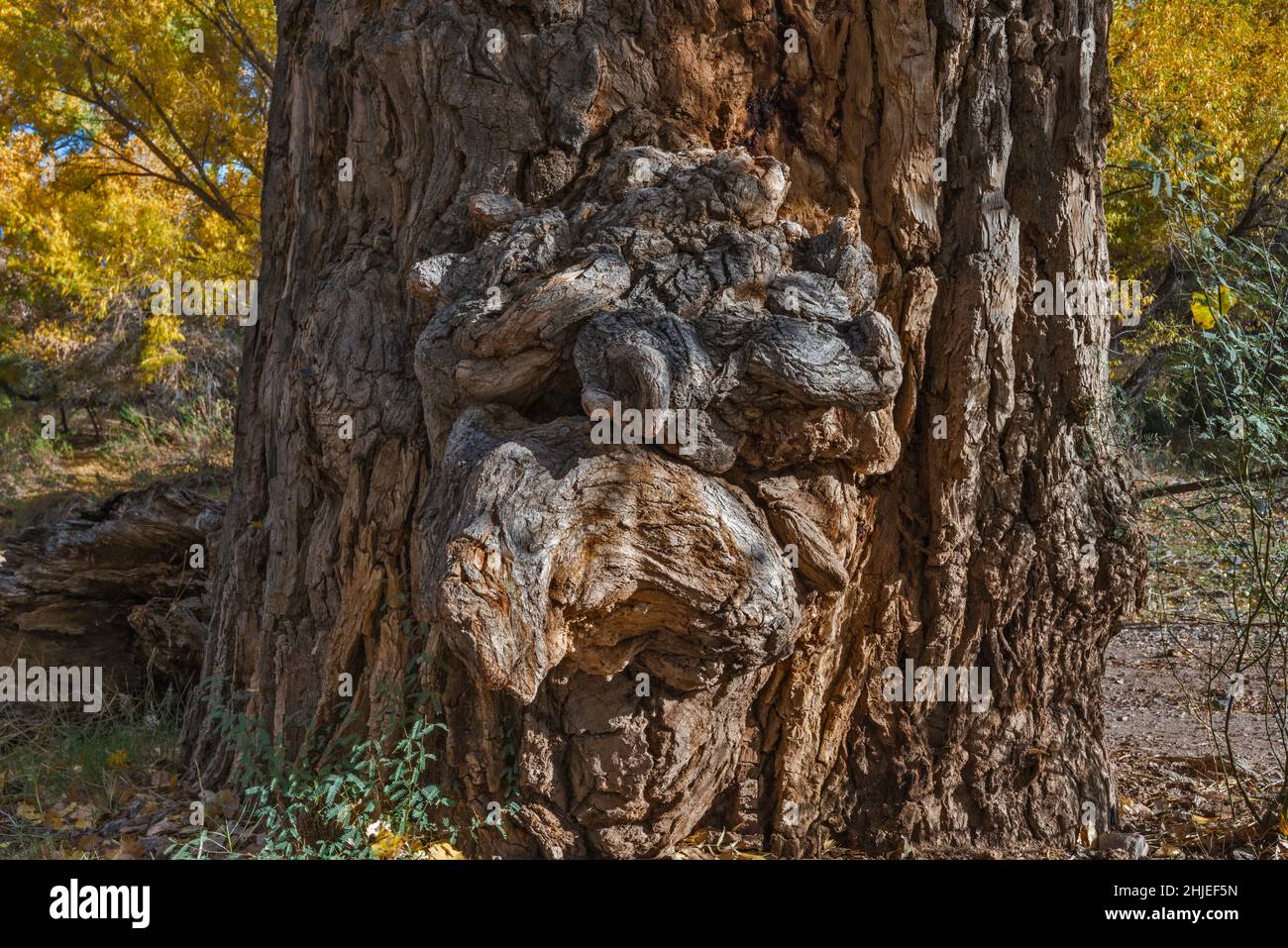 Burl wächst auf einem alten Baumstamm aus Baumwollholz, in der Nähe des Gila River und der Old Safford Bridge, Gila Box Riparian National Conservation Area, in der Nähe von Clifton, Arizona Stockfoto