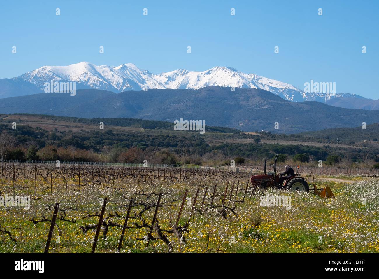 France pyrenäen orientales roussillon aspres tracteur sulfatage vignes en Fond canigou catalogne Stockfoto