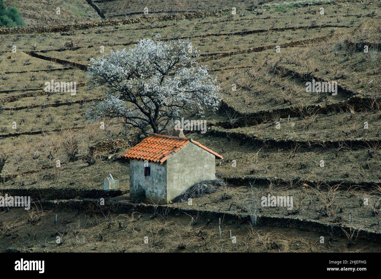 FRANKREICH ROUSSILLON WEINBAU BANYULS Stockfoto