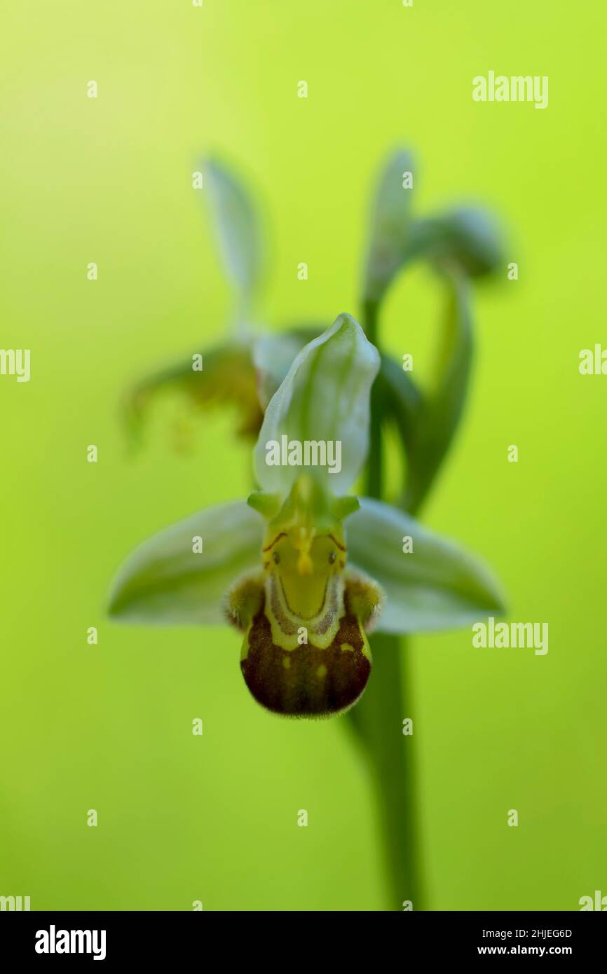 Orchidee Ophrys apifera in Nahaufnahme mit grünem Bokeh Stockfoto