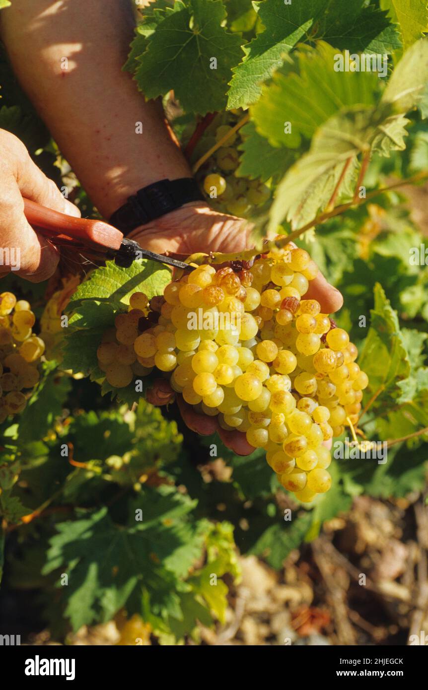 FRANKREICH ROUSSILLON WEINBAU MUSKAT Stockfoto