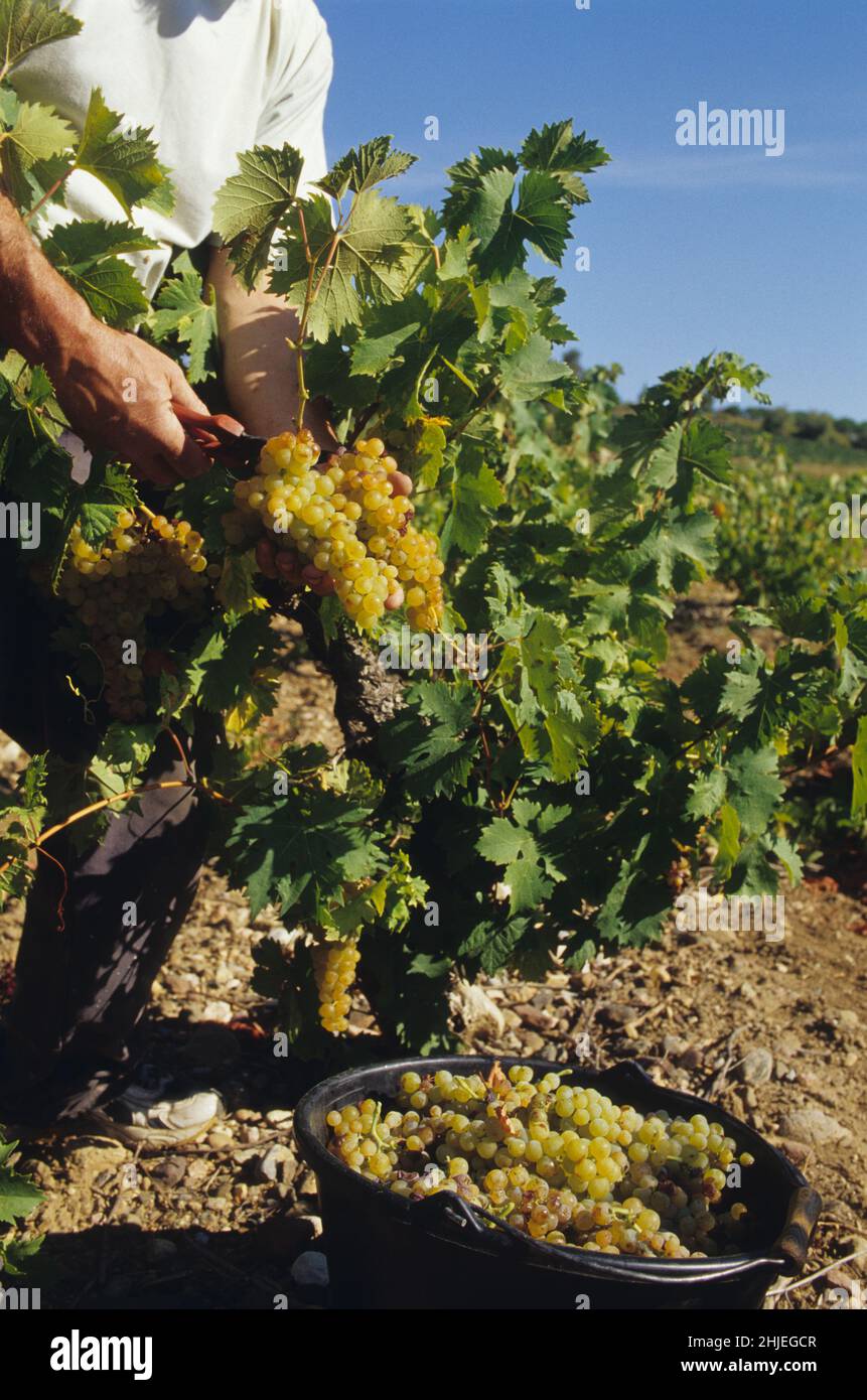 FRANKREICH ROUSSILLON WEINBAU MUSKAT Stockfoto