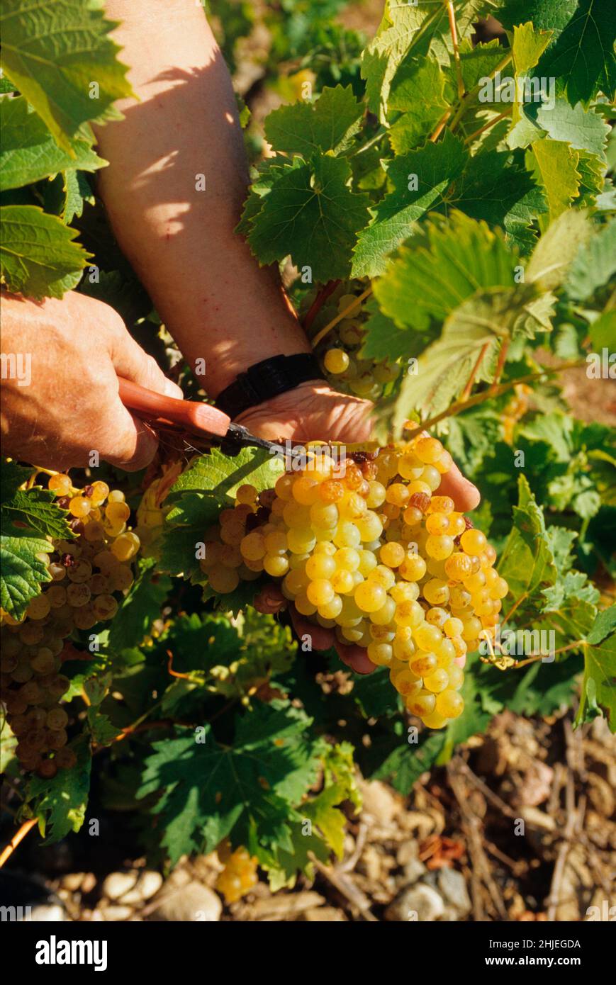 FRANKREICH ROUSSILLON WEINBAU MUSKAT Stockfoto