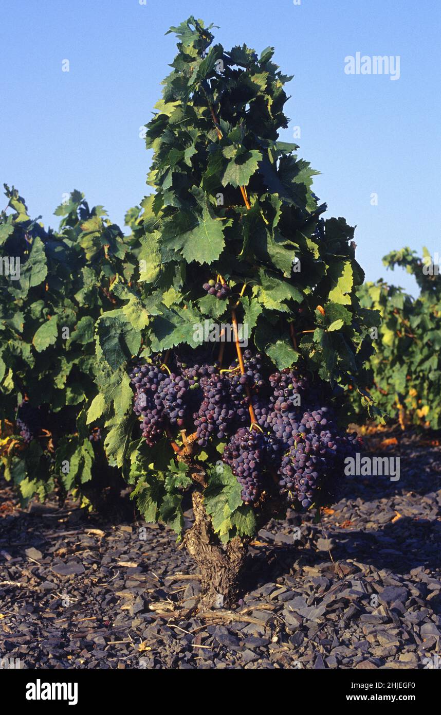 FRANKREICH ROUSSILLON WEINBAU MUSKAT Stockfoto