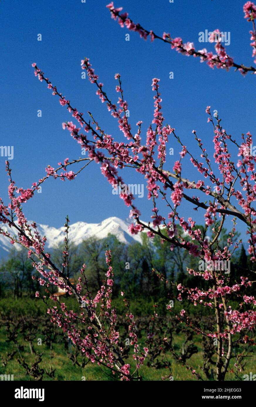 frankreich pyrenäen orientales roussillon hacken Stockfoto