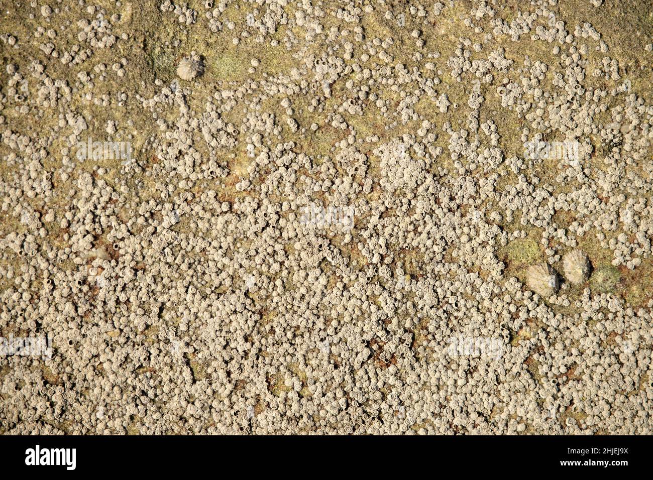 Acorn-Seepocken sind untypische Mitglieder der Krustentiere. Sie sind spezialisiert auf das Leben auf exponierten Oberflächen in der Gezeitenzone, eine harte und anspruchsvolle Stockfoto