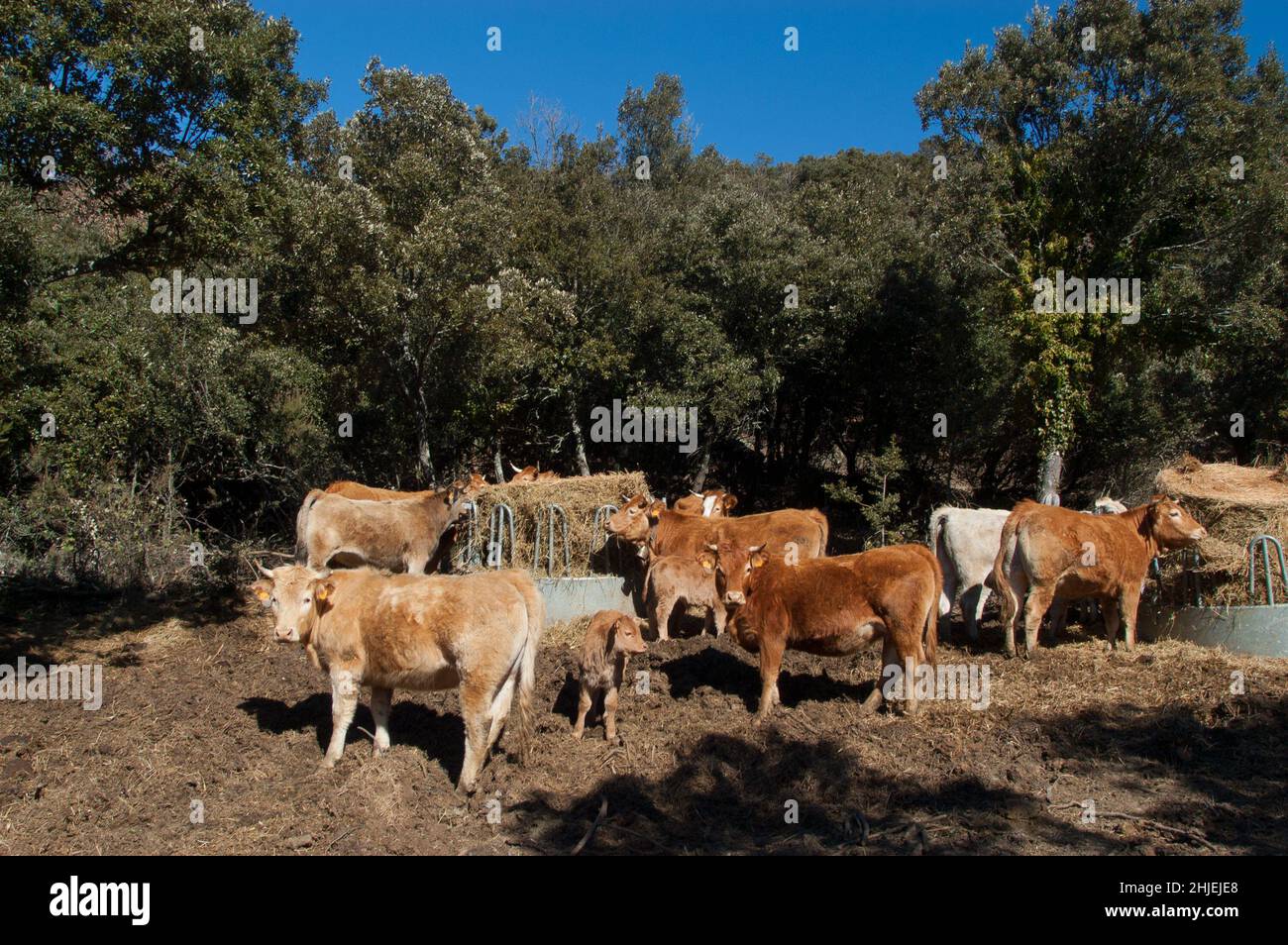 frankreich Kuhzucht alberes pyrenees orientales Stockfoto