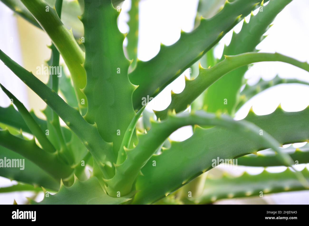 Grüne Blätter mit Spitzen von Aloe arborescens, bekannt als krantz Aloe oder Kandelaber Aloe. Nützliche Heilpflanze. Stockfoto