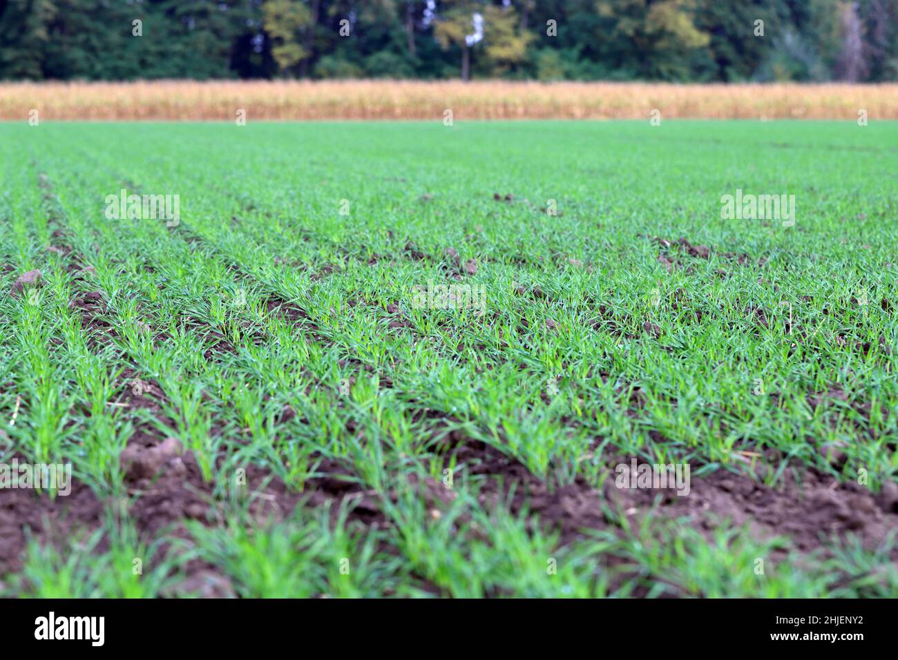 Aussaat von Wintergetreide im Herbst. Landwirtschaft. Stockfoto