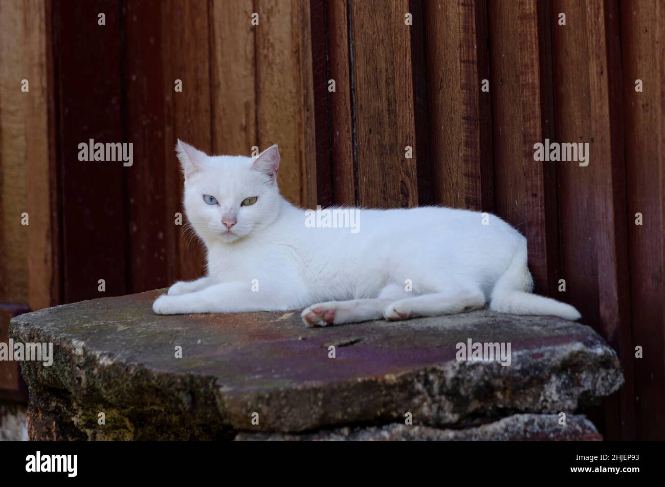 Katze mit verschiedenfarbigen Augen, Heterochromie Stockfoto