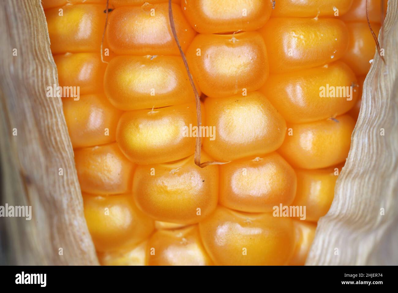 Gesunde Maiskörner im Kolben unter Vergrößerung. Feine Details. Stockfoto