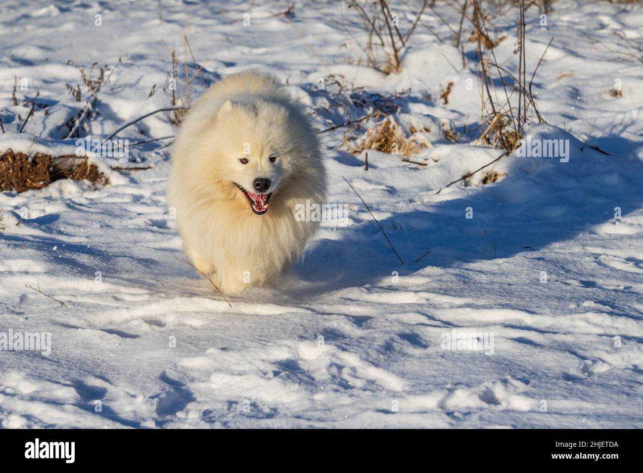 Samoyed - Samoyed schöne Rasse sibirischen weißen Hund läuft über den Schnee und hat einen offenen Mund. Stockfoto