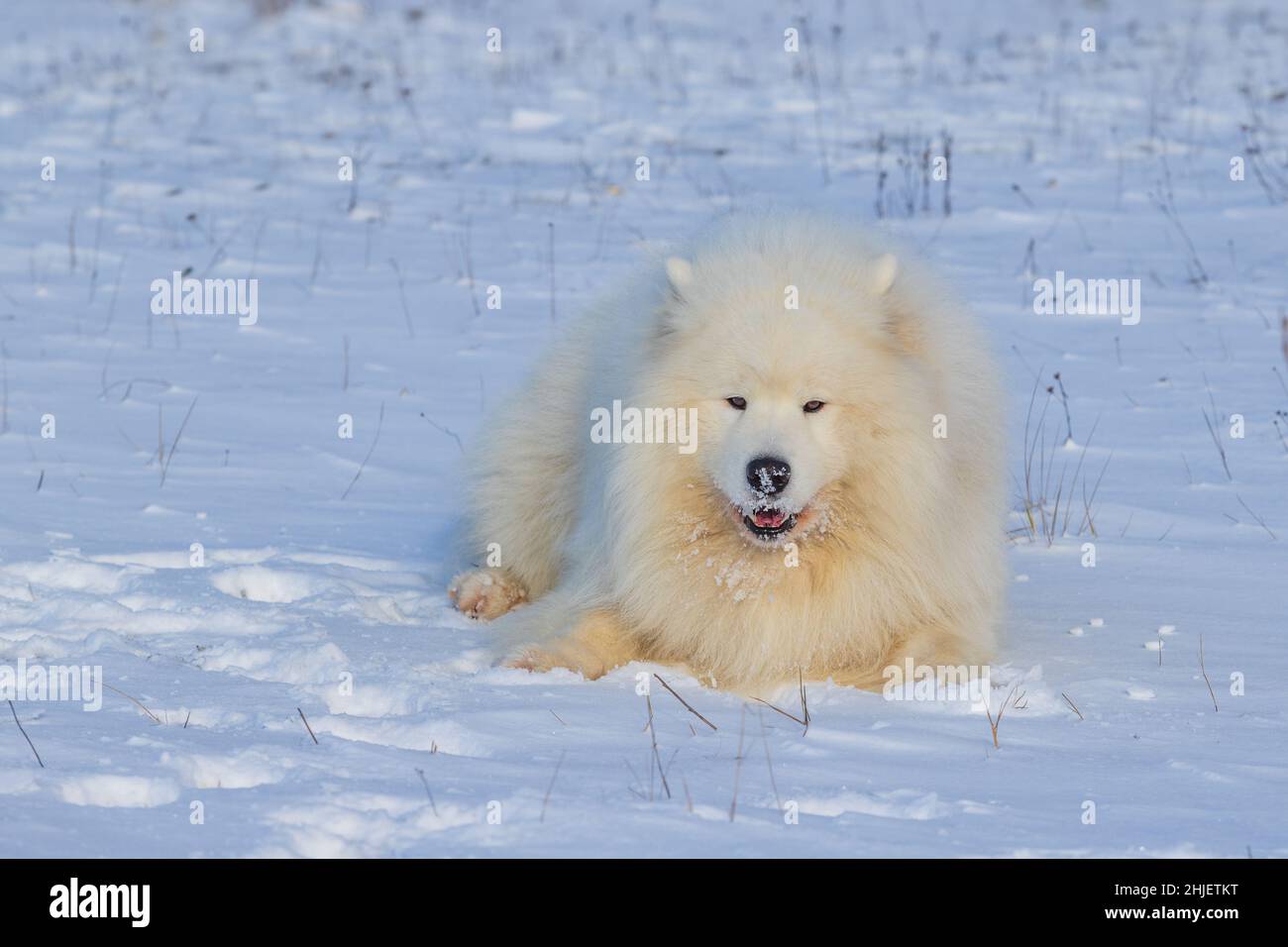 Samoyed - Samoyed schöne Rasse sibirischen weißen Hund. Der 4-jährige Hund liegt im Schnee und hat eine Schnauze aus dem Schnee. Stockfoto