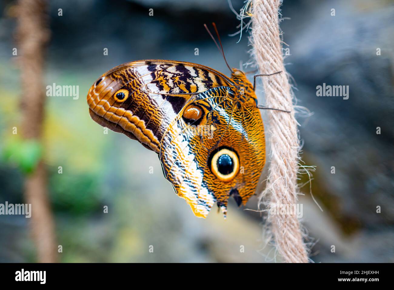 Nahaufnahme eines großen tropischen Schmetterlings Stockfoto