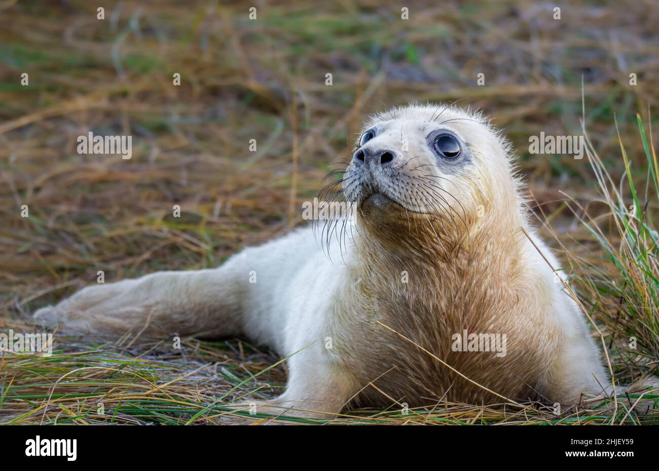 Grey Seal pup Stockfoto