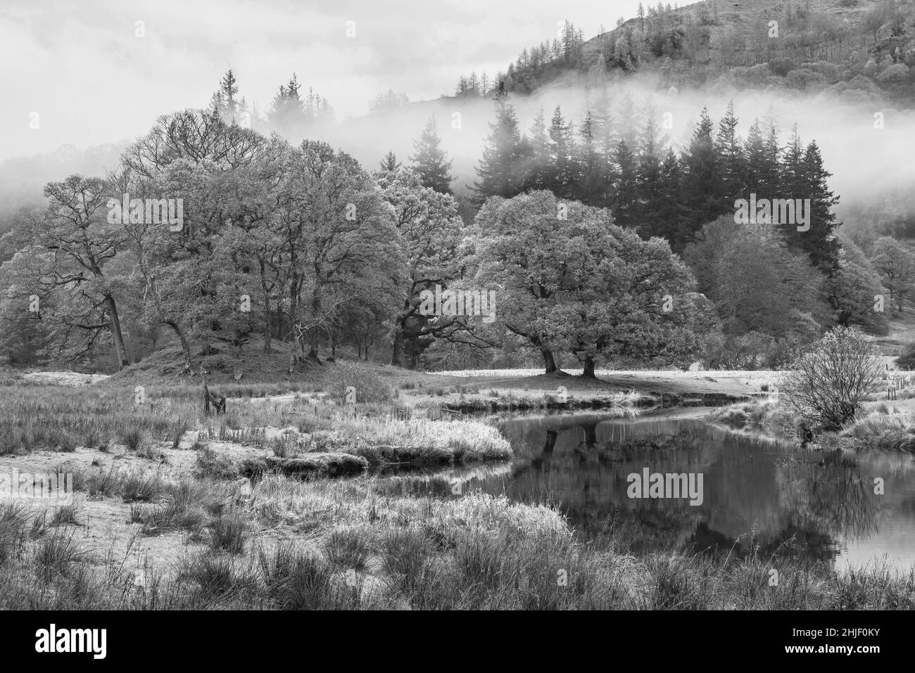 Schwarz-weiß Epische Herbstlandschaft Bild des Flusses Brathay im Lake District Blick auf Langdale Pikes mit Nebel über Fluss und lebendige Wald Stockfoto