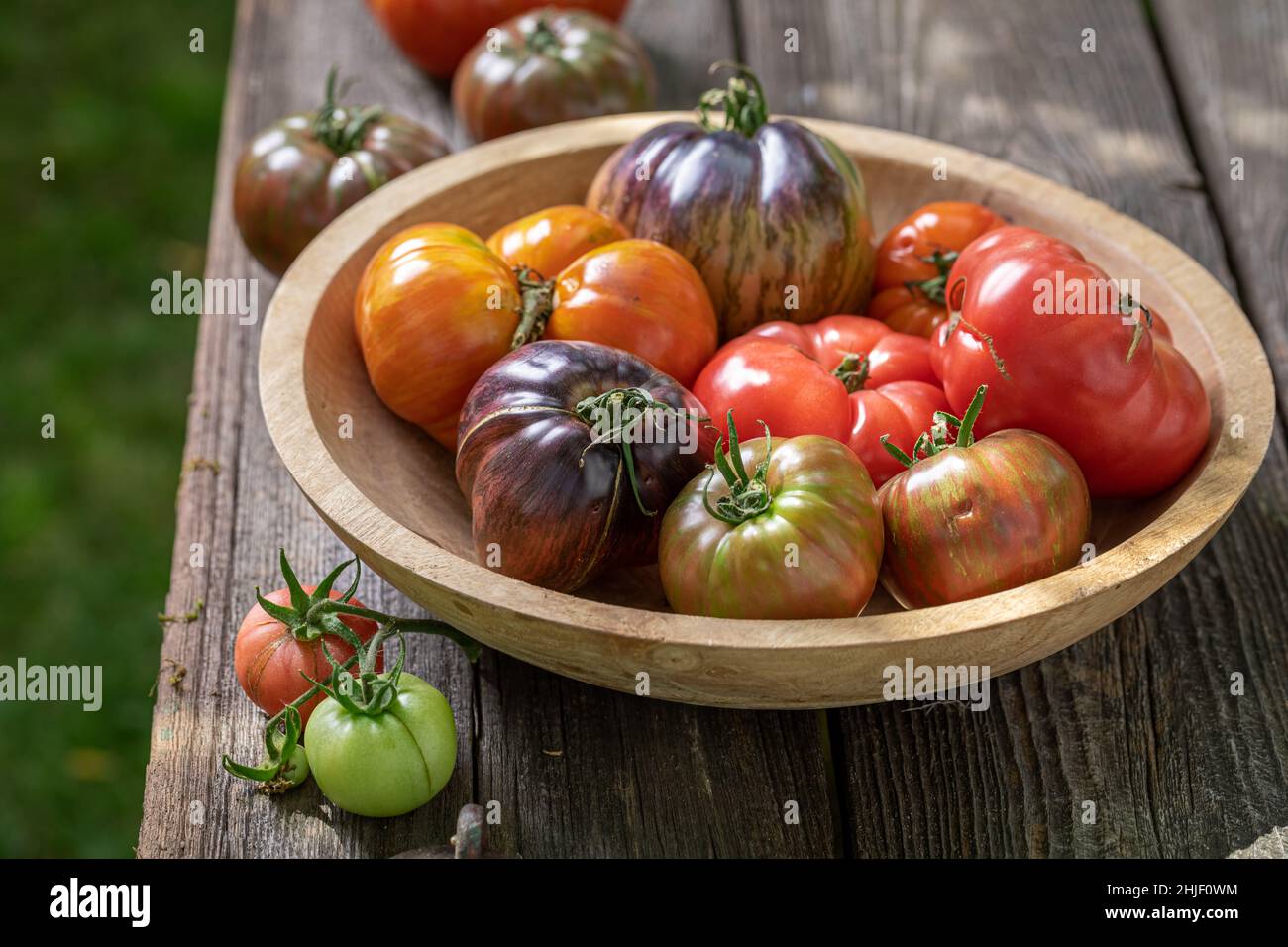 Verschiedene Sorten von Tomaten in Holzschüssel im Garten. Tomaten aus biologischem Anbau. Stockfoto