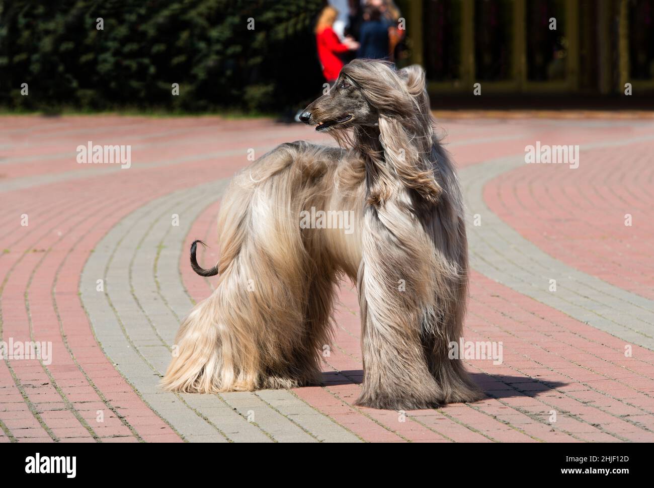 Afghanischer Hund weiß schaut beiseite. Afghan Hound White ist im Park. Stockfoto