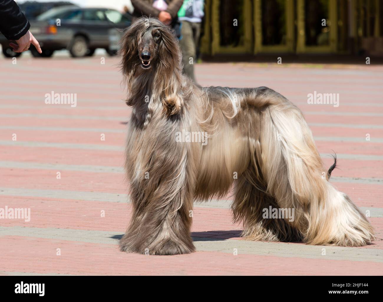 Afghanischer Hund unter dem Kommando. Der afghanische Hund ist im Park. Stockfoto