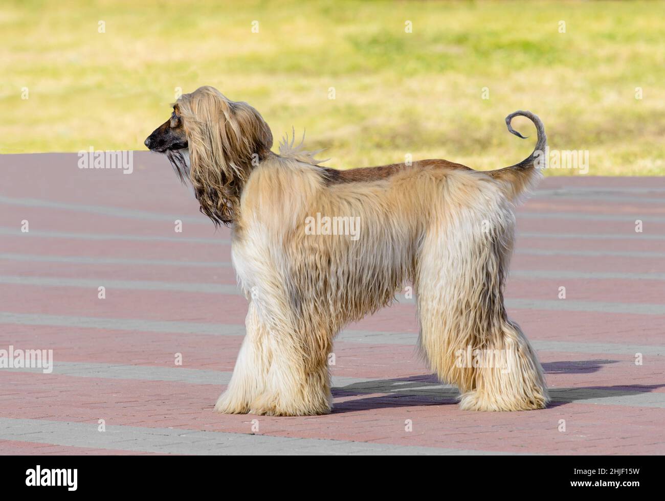 Afghanischer Hund mit weißem Profil. Der afghanische Hund ist im Park. Stockfoto