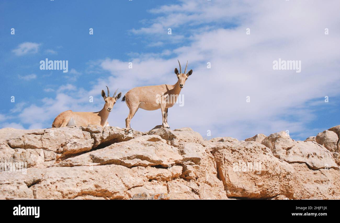 Steinböcke in der Negev-Wüste in Mitzpe Ramon am Rand des Krater Machtesh Ramon, Tierwelt in Israel, ein Gedi Stockfoto