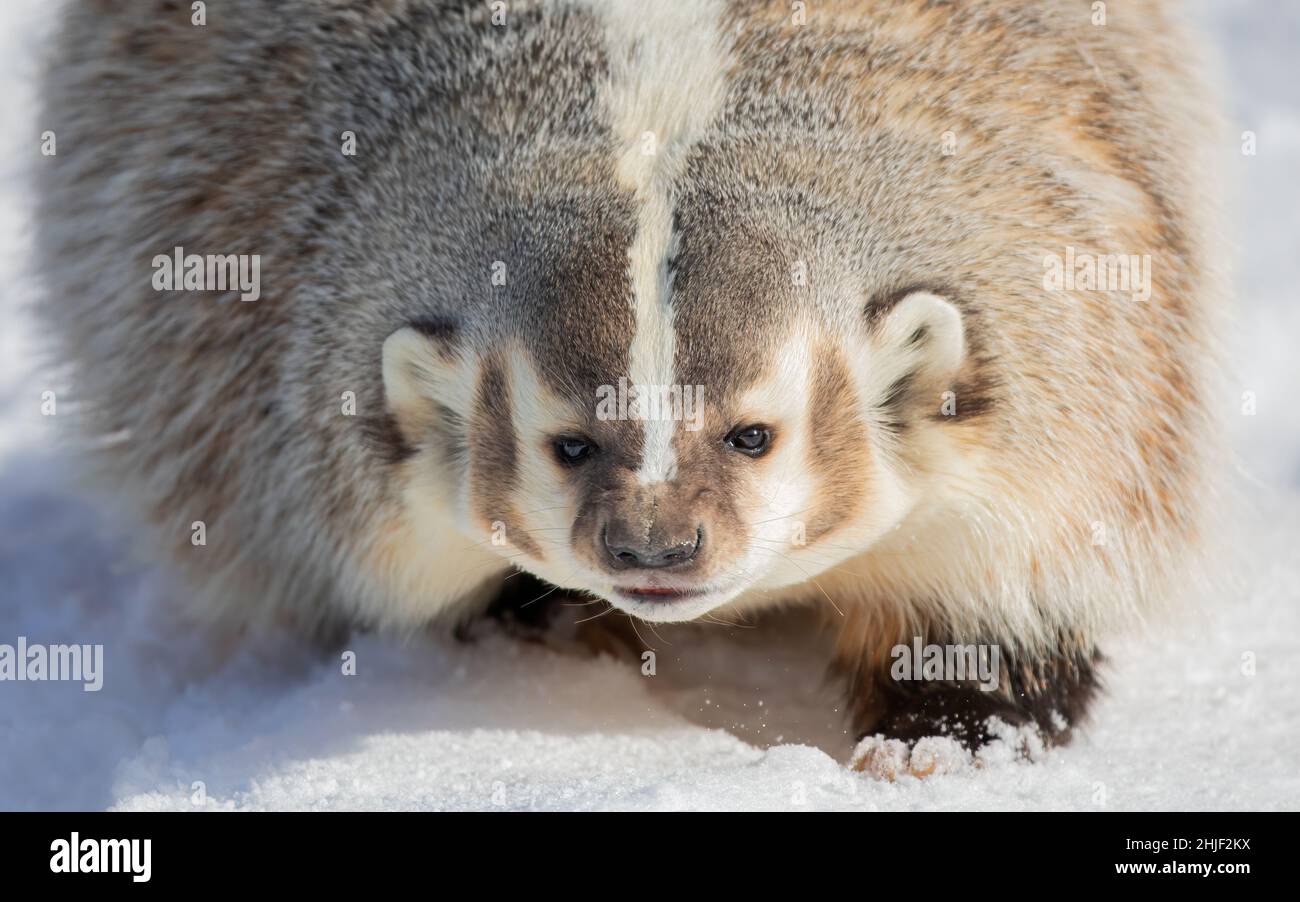 Amerikanischer Dachs (Taxidea Taxus) beim Wandern im Winterschnee. Stockfoto
