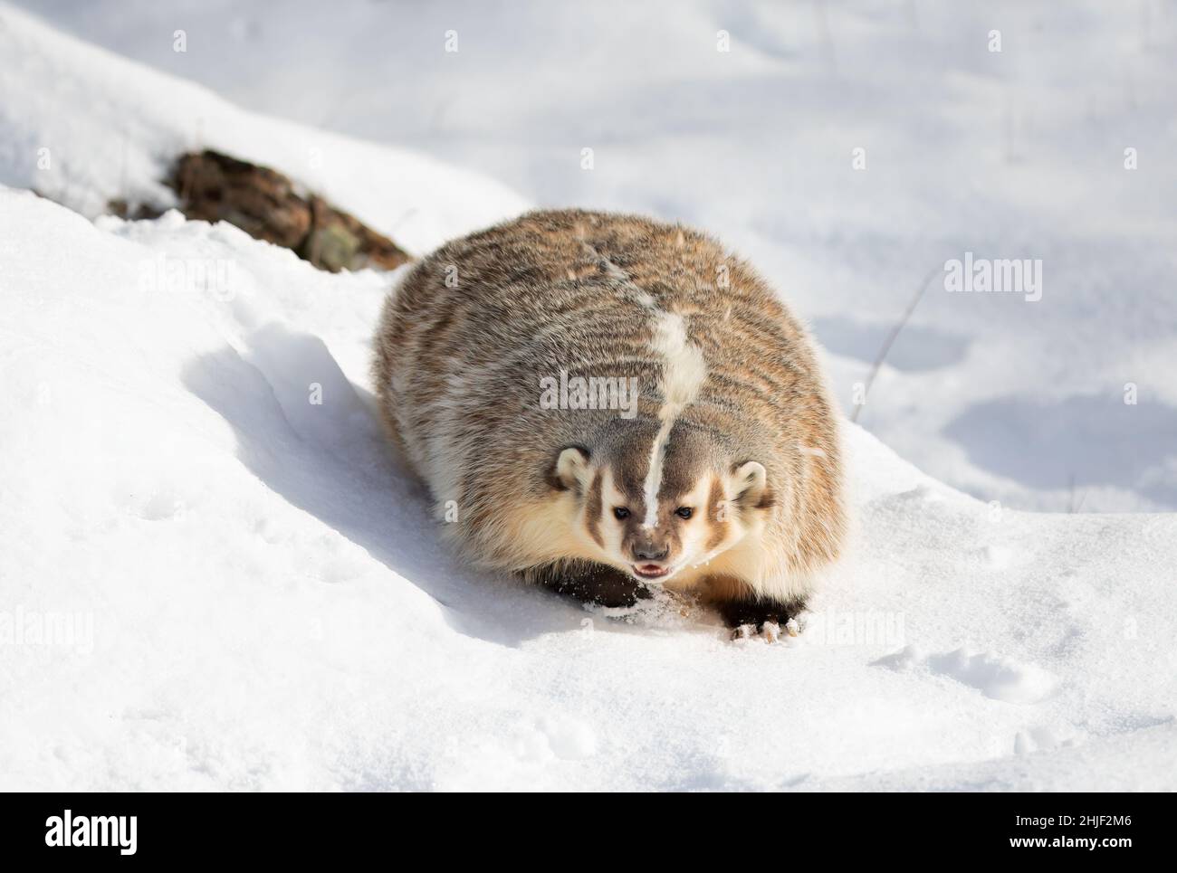 Amerikanischer Dachs (Taxidea Taxus) beim Wandern im Winterschnee. Stockfoto