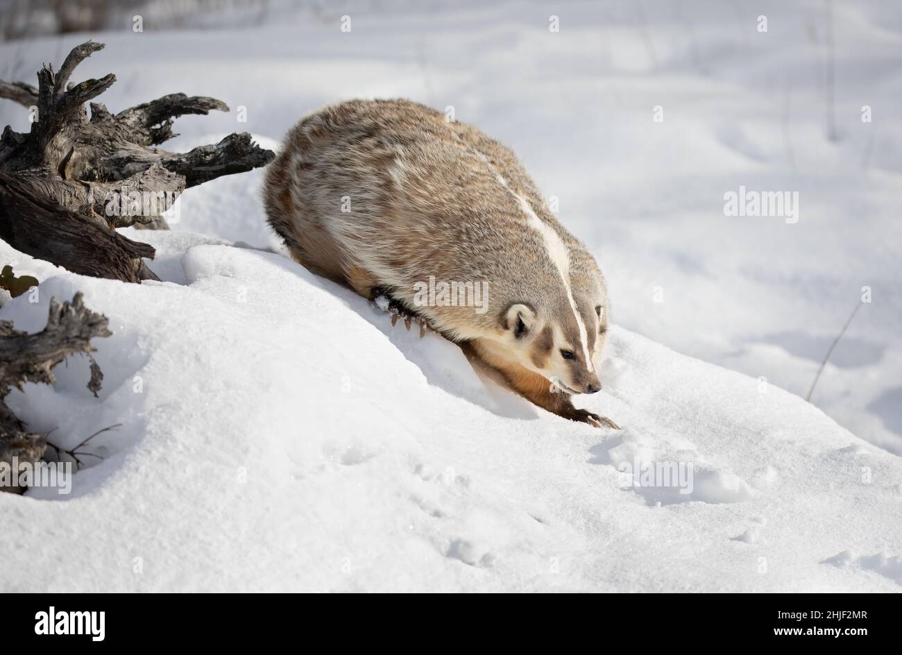 Amerikanischer Dachs (Taxidea Taxus) beim Wandern im Winterschnee. Stockfoto