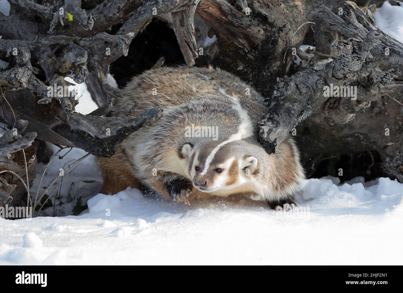 Amerikanischer Dachs (Taxidea Taxus) beim Wandern im Winterschnee. Stockfoto