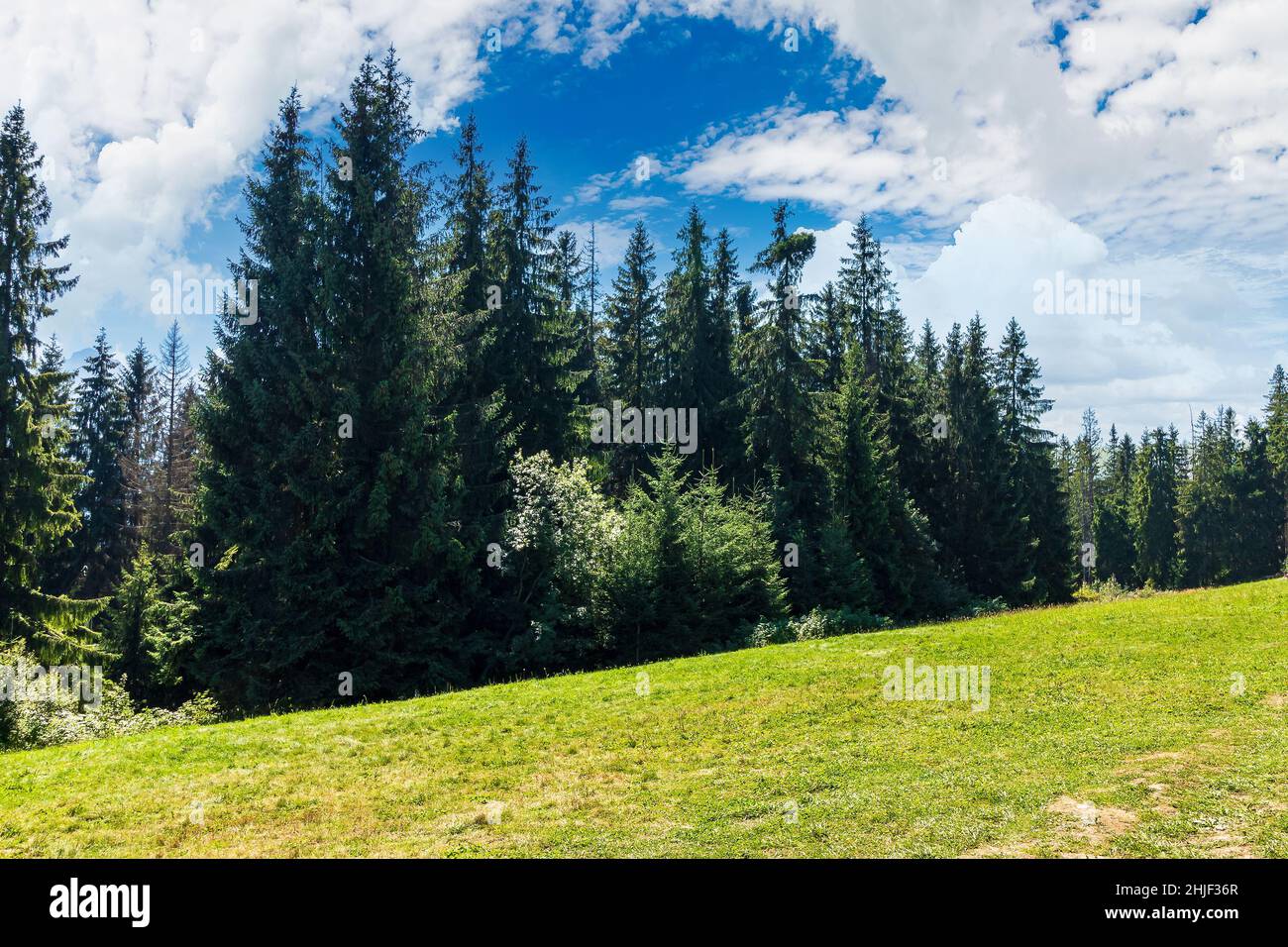 Fichtenwald an einem sonnigen Tag. Malerische Sommerlandschaft des Naturparks in polen. Grüne Natur im Freien. Hohe tatra in der Ferne sein Stockfoto