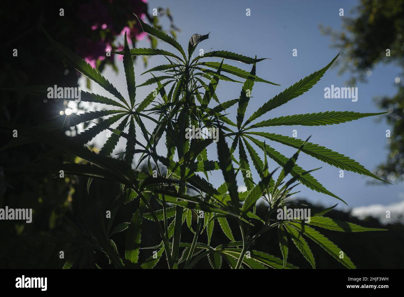 Der Anbau von Marihuana im Hinterhof in Kapstadt ist erblüht, nachdem das Verfassungsgericht 2018 den persönlichen Gebrauch von Marjunana legalisiert hat Stockfoto