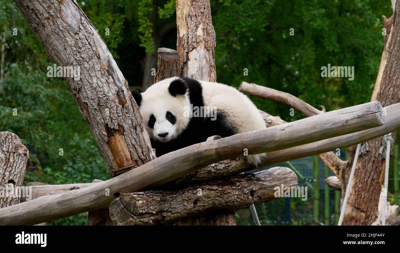 Junger riesiger Panda auf einem Baum Stockfoto