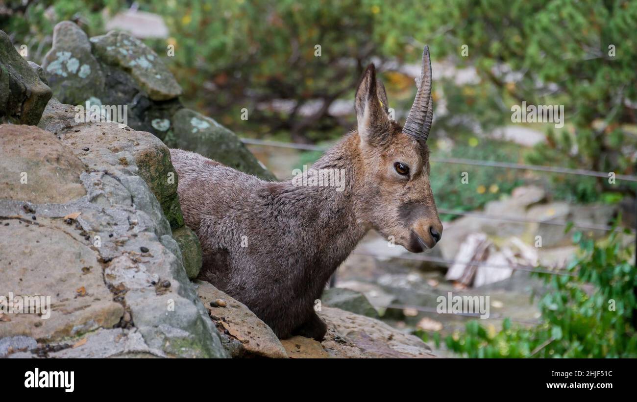 Bergziege auf Felsen in einem Zoo Stockfoto
