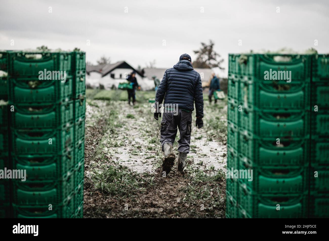 Letuce Köpfe in Holzkörben nach der manuellen Ernte auf Bio-Salatfarm. Landwirtschaft und ökologisches Landwirtschaftskonzept. Stockfoto