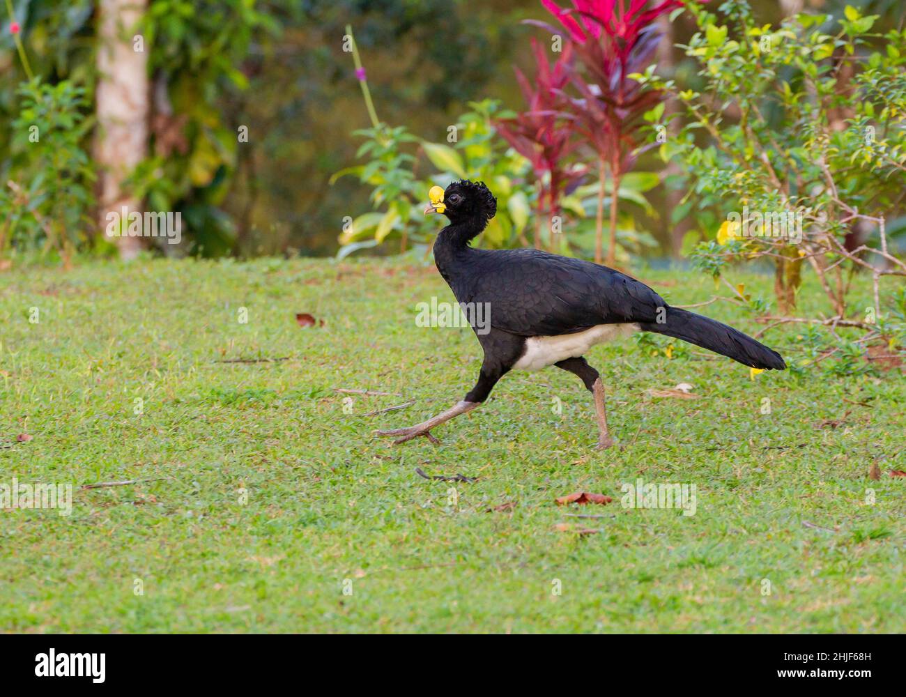 Großer Kurassow (Crax rubra), männlich Stockfoto