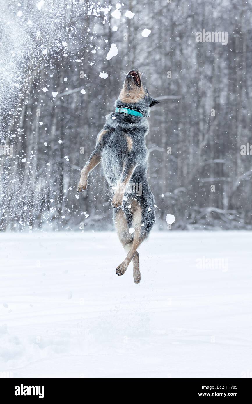 Lustig springender australischer Rinderhund oder blauer Heeler, der im Winter mit Schnee in der Natur spielt Stockfoto