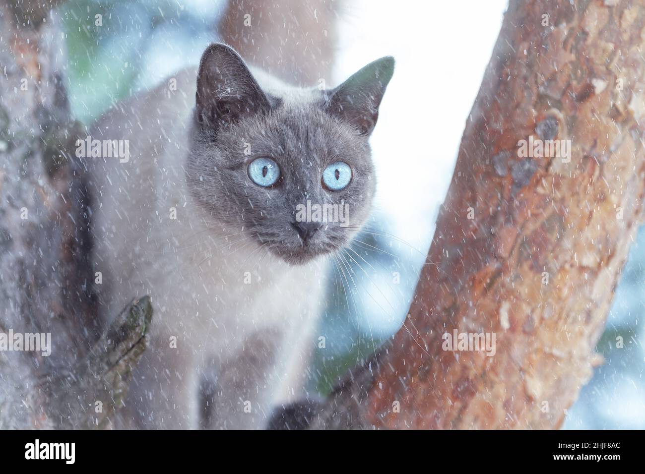 Nahaufnahme des Portraits einer thailändischen Katze, die auf einem Baum sitzt und im Winter im Freien bei Schneefall zuschaut Stockfoto